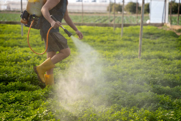 Best Exterminator Services  in Blytheville, AR